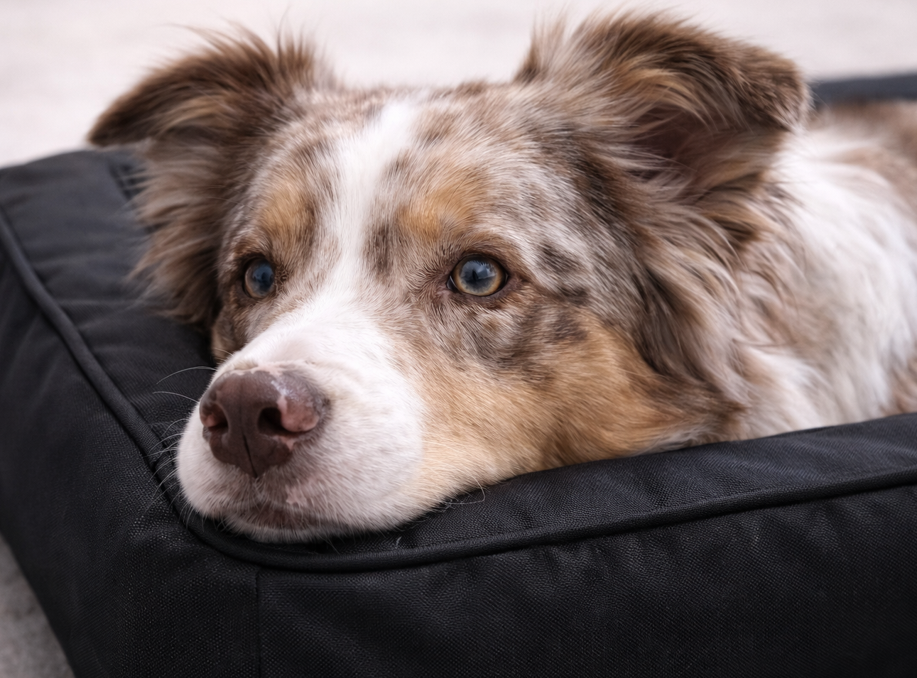 Cama Ortopédica para Perros 80x60cm – Viscoelástica con Tejido Oxford - Imagen 7